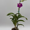 Dendrobium Orchid