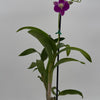 Dendrobium Orchid