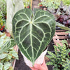 Anthurium 'Clarinervium'