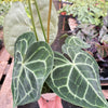 Anthurium 'Clarinervium'