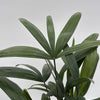 Rhapis Excelsa 'Lady Palm'