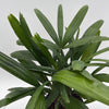 Rhapis Excelsa 'Lady Palm'