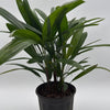 Rhapis Excelsa 'Lady Palm'