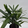 Rhapis Excelsa 'Lady Palm'