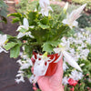 Zygocactus 'Christmas Cactus'