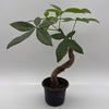 Pre Bonsai Money Tree