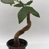 Pre Bonsai Money Tree