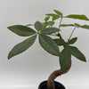 Pre Bonsai Money Tree