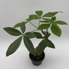 Pre Bonsai Money Tree