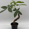 Pre Bonsai Money Tree