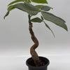 Pre Bonsai Money Tree