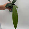 Anthurium Big Bill