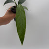 Anthurium Big Bill