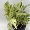 Pothos Snow Queen