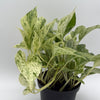 Pothos Snow Queen