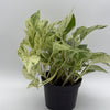 Pothos Snow Queen