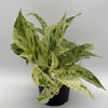 Pothos Snow Queen