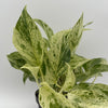 Pothos Snow Queen