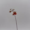 Mini Orchid Tolumnia Jairak - Mystery Color