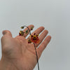 Mystery Blooming Orchid