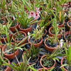 Mini Orchid Tolumnia Jairak - Mystery Color