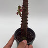 Variegated Euphorbia Trigona (African Milktree) 'Pink Ghost'