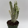 Euphorbia Trigona (African Milktree) 'White Ghost'