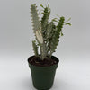 Euphorbia Trigona (African Milktree) 'White Ghost'