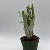 Euphorbia Trigona (African Milktree) 'White Ghost'
