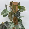 Philodendron Brandi