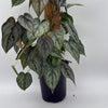 Philodendron Brandi