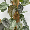 Philodendron Brandi
