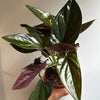 Syngonium Red Arrow