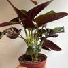 Syngonium Red Arrow