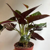 Syngonium Red Arrow
