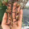 Mystery Blooming Orchid