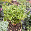 Aralia Ming Gold Mini Bonsai