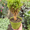 Aralia Ming Gold Mini Bonsai