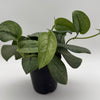 Scindapsus Pictus 'Mount Salak'