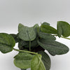 Scindapsus Pictus 'Mount Salak'