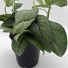 Scindapsus Pictus 'Mount Salak'