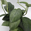 Scindapsus Pictus 'Mount Salak'