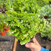 Fern 'Frosty'