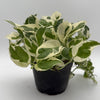 Pothos Pearls and Jade
