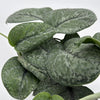Scindapsus Pictus 'Mount Salak'