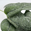 Scindapsus Pictus 'Mount Salak'