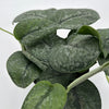 Scindapsus Pictus 'Mount Salak'