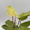 Philodendron Snowdrift
