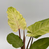 Philodendron Snowdrift