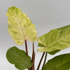 Philodendron Snowdrift